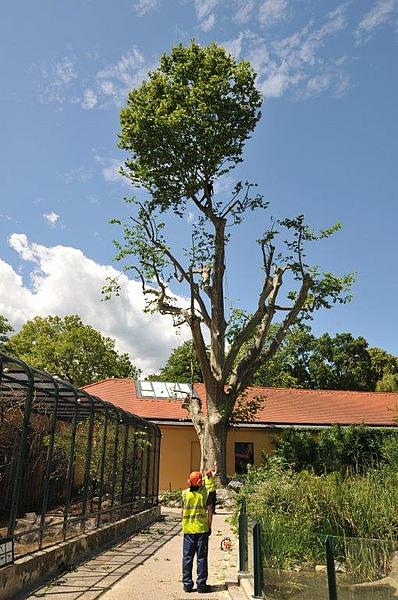 120 Jahre alte Linde wird von Männern mit Seilklettertechnik bearbeitet