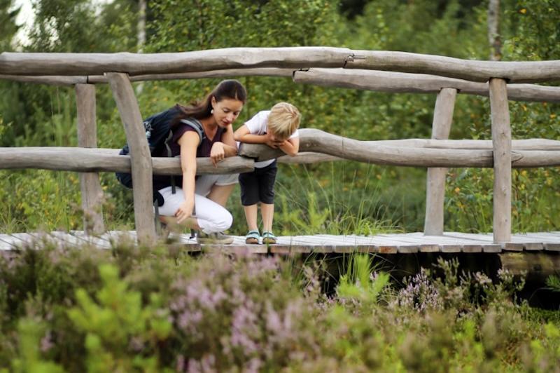 Holzsteg führt durch das naturbelassene Heidenreichsteiner Moor