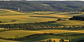 Blick über sanfte Hügel mit Weingärten im Weinviertel, im Vordergrund eine Kellergasse bei sonnigem Wetter