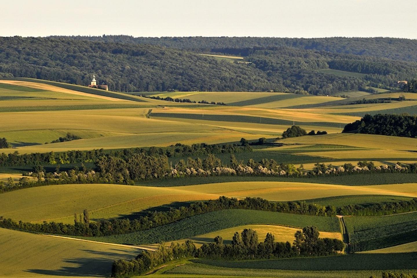Blick über sanfte Hügel mit Weingärten im Weinviertel, im Vordergrund eine Kellergasse bei sonnigem Wetter