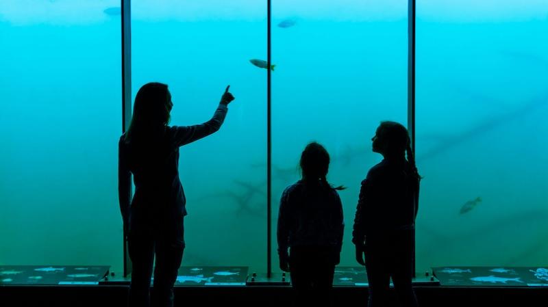 Unterwasserstation: natürlicher Lebensraum von Donaufischen