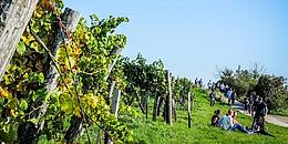 Pause auf Weinberg