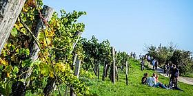 Pause auf Weinberg