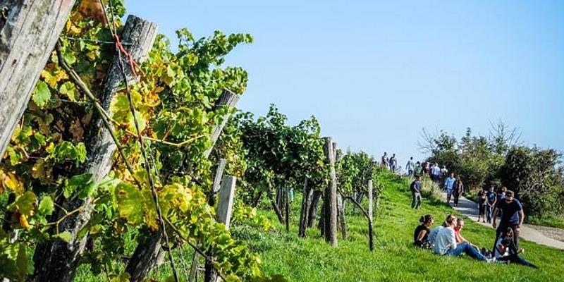 Pause auf Weinberg