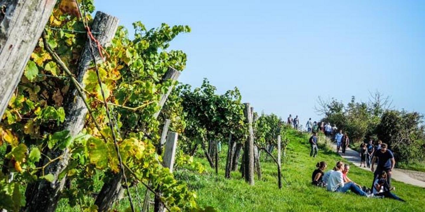 Pause auf Weinberg