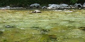 Ein Fluss aus der Nähe betrachtet