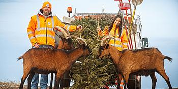 Christbaum entsorgen bei den Sammelstellen der MA 48, zwei Ziegen fressen alten Christbaum