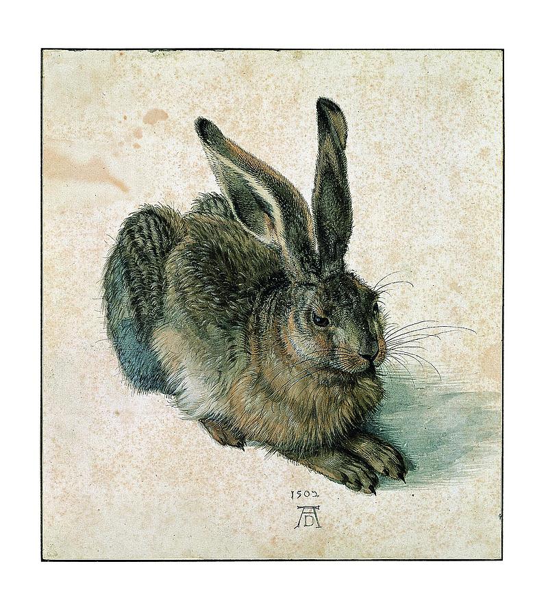 Zeichnung des Malers Albrecht Dürer von einem Feldhasen, der gänzlich abgebildet ist.