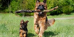 Hundeteam Wien
