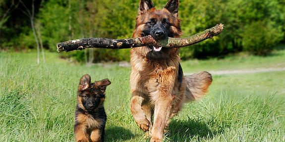 Hundeteam Wien