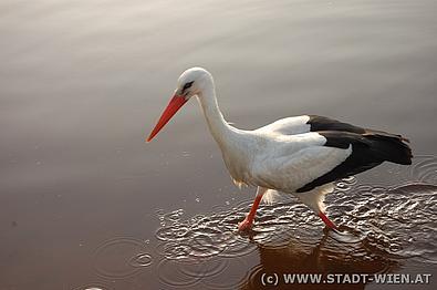 Ein Storch im Wasser