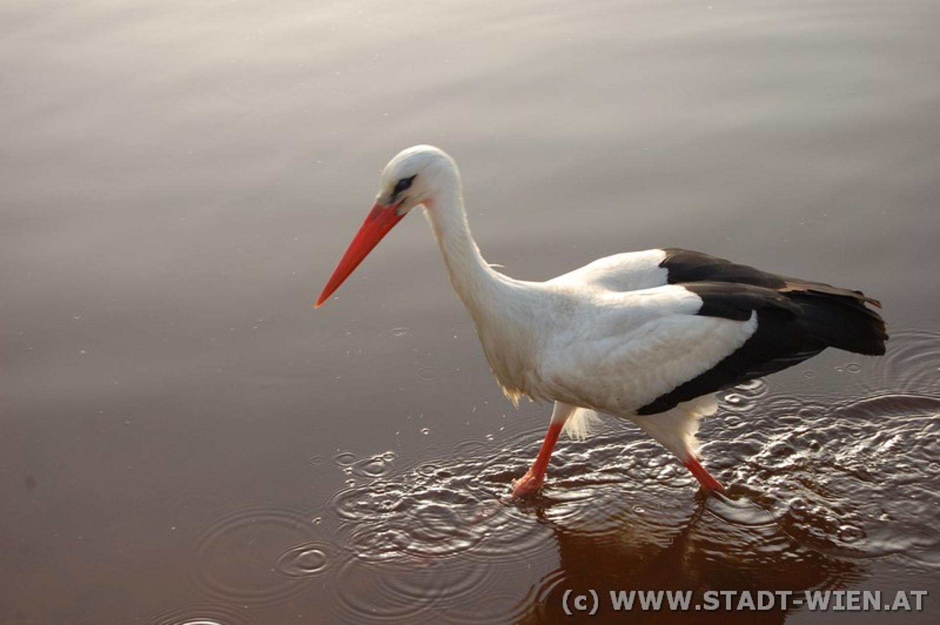 Ein Storch im Wasser