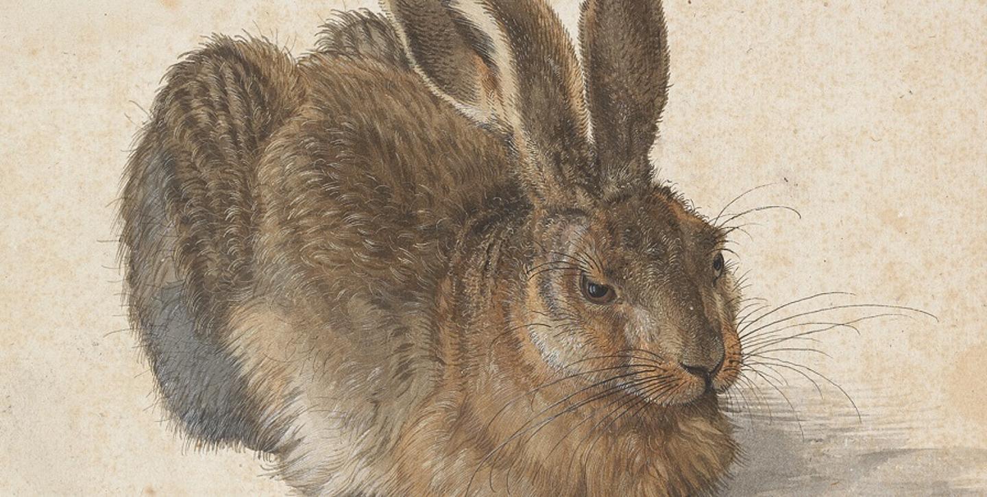 Feldhase Zeichnung von Albrecht Dürer