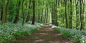 Waldweg mit viel Bärlauch am Rand