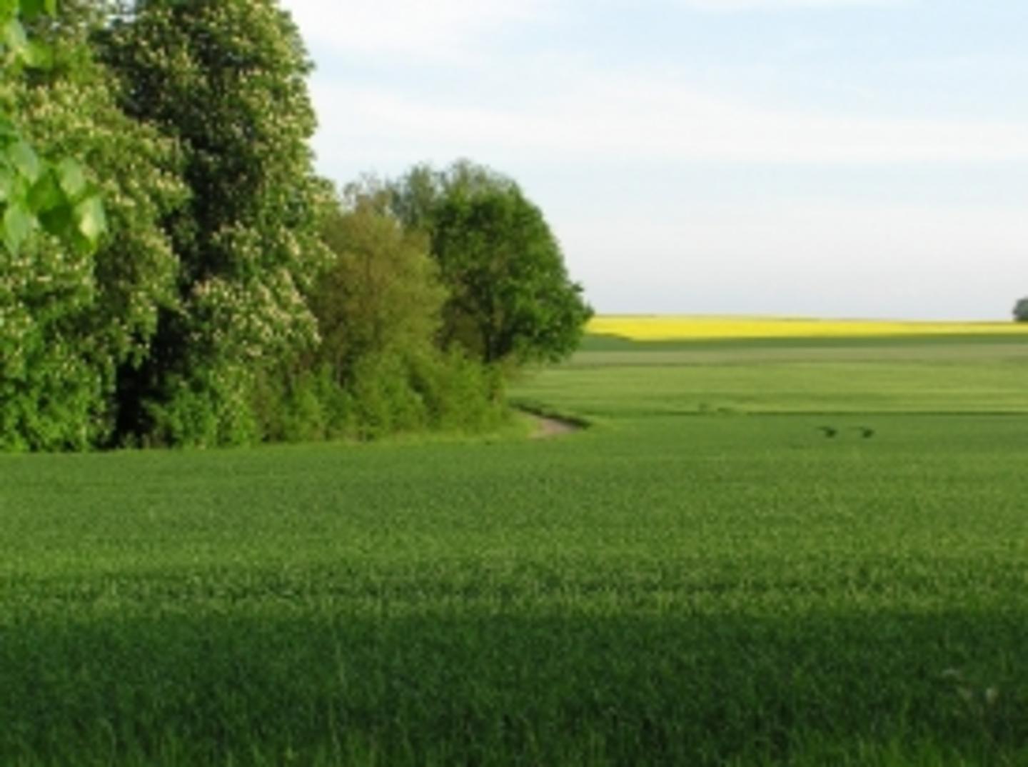 unbeschwerte Natur