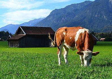 Kuh auf der Weide