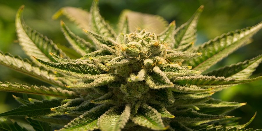 Hanf Legalisierung Österreich Wie legal ist Cannabis?