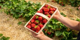 Mann hält Erdbeeren in einem Körbchen