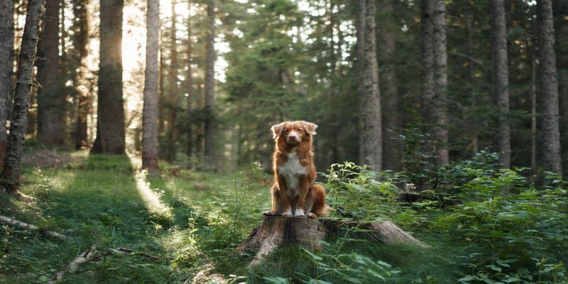 Hund im Wald Hund sitzt im Wald auf einem Baumstamm