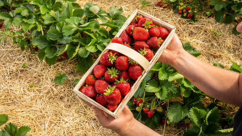 Erdbeersaison Mann hält Erdbeeren in einem Körbchen