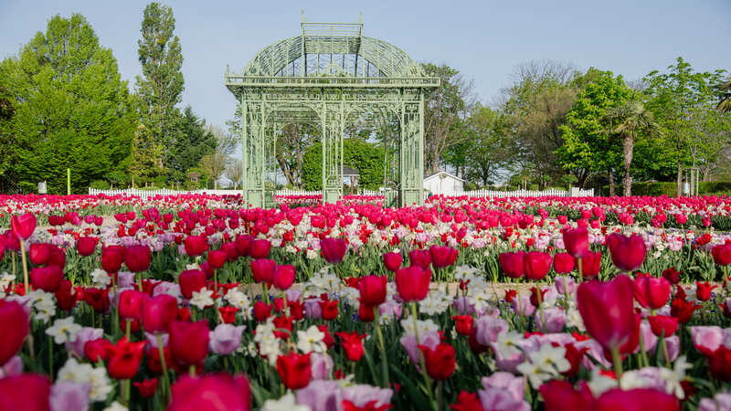 Blick auf Blumen und Pavillon in den Blumengärten Hirschstetten.