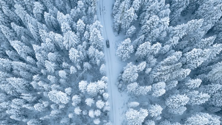 Diese Bäume müssen nicht mit Schnee bedeckt sein. An Eistagen hält sich Raureif oft sehr lange.