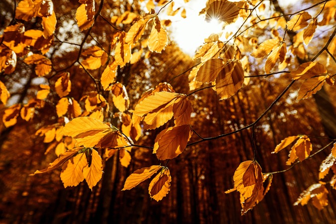 Nahaufnahme goldener Herbstblätter in einem Wald, dahinter strahlt die Sonne durch.