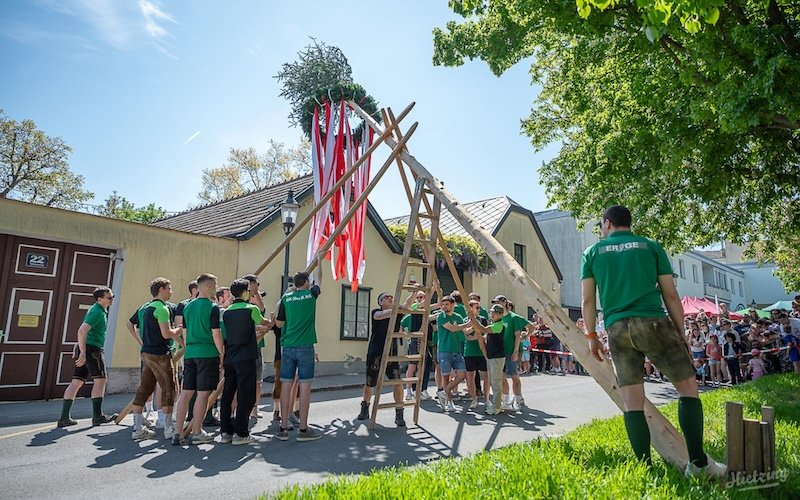 Der ASK Ober Sankt Veit stellt seinen Maibaum traditionell ohne Kran, dafür mit viel Muskelkraft auf.