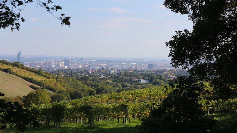 Weinberge mit Blick auf Wien.